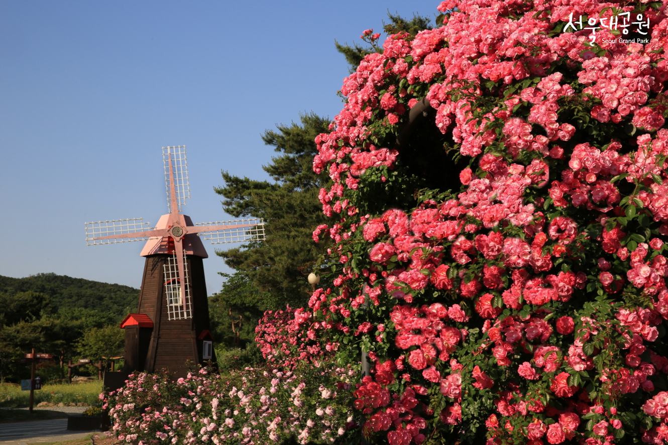 [입선] 송윤석-장미원의 풍차 그리고 아름다운 장미